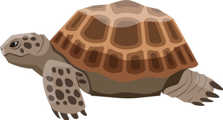 Russian tortoise walking gracefully, revealing its stunning patterned shell in a clean, isolated illustration. Showcasing the beauty of this resilient reptile in natureのイラスト素材
