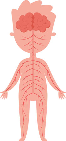 Medical illustration showing human nervous system with brain and nerves extending throughout body, providing educational resource for biology and anatomyのイラスト素材