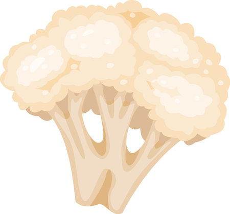 Ripe cauliflower with thick stem and dense florets, offering a healthy and delicious addition to any meal, perfect for vegetarian or vegan diets promoting healthy eating habitsのイラスト素材