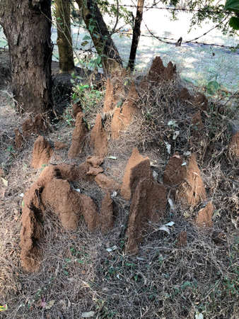 Beautiful Ant hills seen in the Indian forestの写真素材