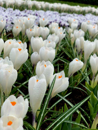 white tulips blossoming in the fields of netherlandsの写真素材