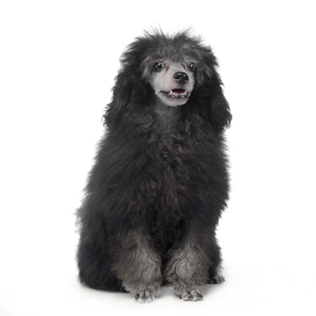 jung poodle sitting in a studioの写真素材