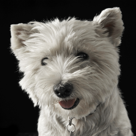 West Highland White Terrier in a  dark backgroundの写真素材