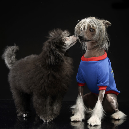 two dogs loves each other n studio