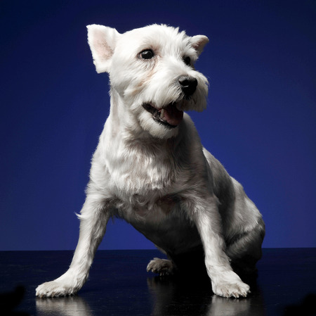West Highland White Terrier sitting the photostudio, blue backgroundの写真素材
