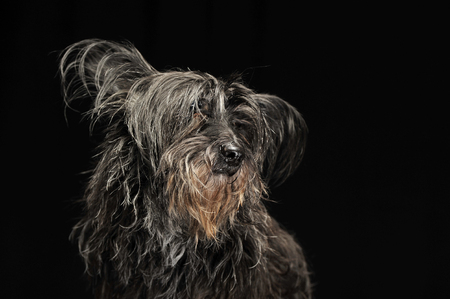 black fur dog in a dark studioの写真素材