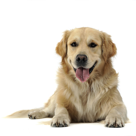 Golden Retriever lying on thw white studioの写真素材