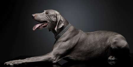 Weimaraner lying on the studio floorの写真素材