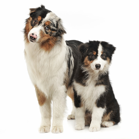 Two Australian shepherd standard in white studioの写真素材