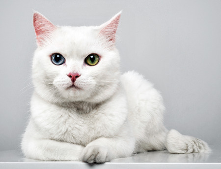Beautiful cat with blue and green eyes lying in the studioの写真素材