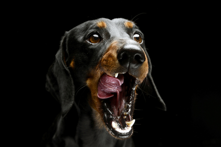 Nice Shorthair Dachshund portrait in dark studio with open mouthの写真素材