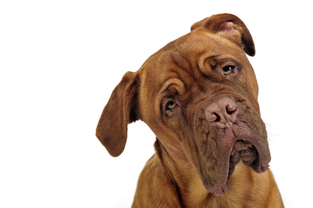 cane corso portrait in white studioの写真素材