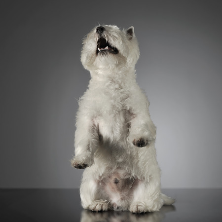 West Highland White Terrier sitting in a shiny gray background