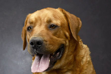lovely retriever portrait in a dark photo studio