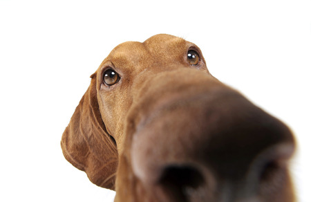 Hungarian vizsla waching in white backgroundの写真素材