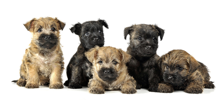 group of puppy cairn terrier's are on whiteの写真素材