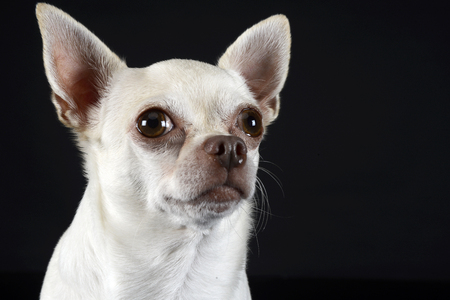 chihuahua sitting in a dark photo studioの写真素材