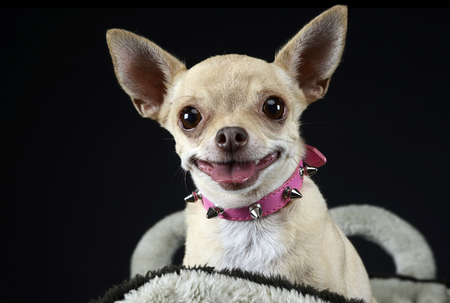 funny face chihuahua portrait in dark studioの写真素材