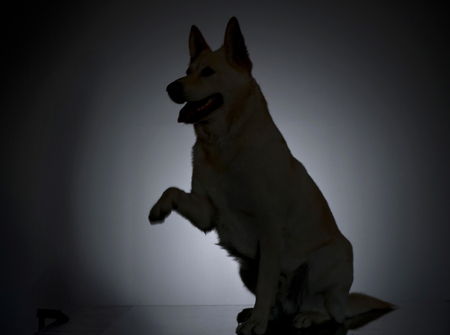 German shepherd silhouette in a dark studio
