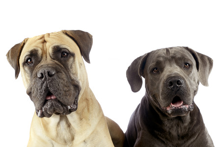 bull mastiff and puppy cane corso portrait in a white studio