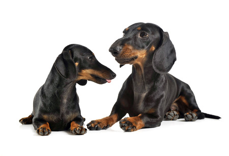 two short hair dachshund lying in a white studioの写真素材