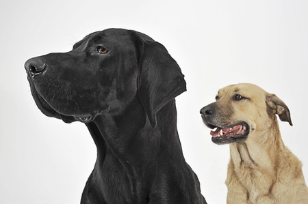 two mixed breed  dog portrait in a white backgound studioの写真素材