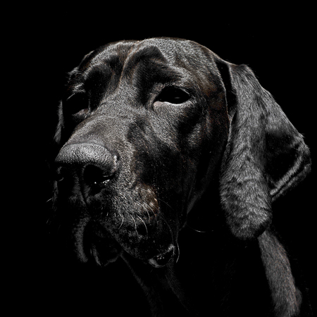 mixed breed black dog portrait in black backgroundの写真素材