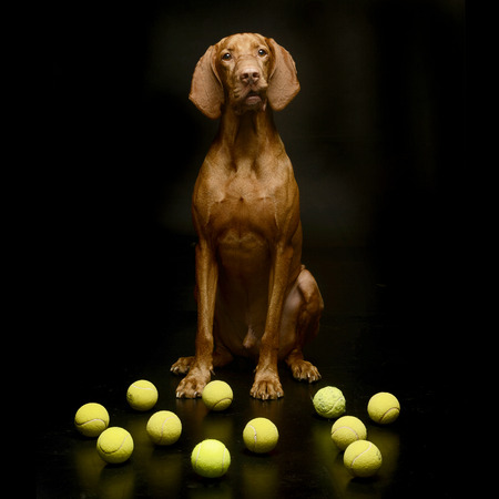 Hungarian vizsla sitting with planty of tennis ball in a dark studioの写真素材