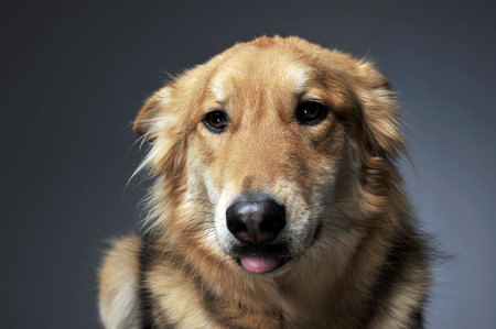 mixed breed looking into the camera with tongue outの写真素材