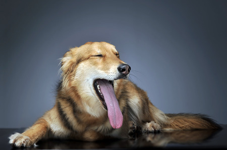 cute mixed breed dog with very long tongue  in dark studioの写真素材