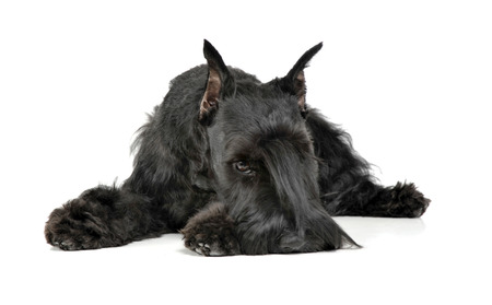 Miniature Schnauzer relaxing in a white photo studioの写真素材