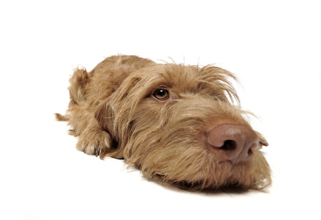 wired hair hungarian vizsla relaxing in a white photo studioの写真素材