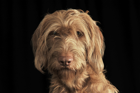 wired hair hungarian vizsla portrait in dark backgroundの写真素材