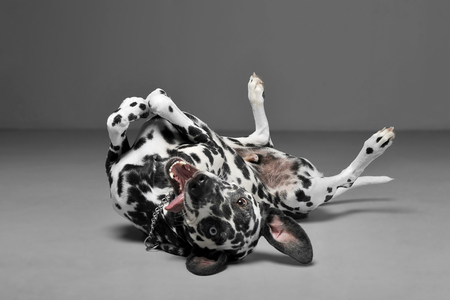 cute dalmatians in lies supine in  gray background photo studioの写真素材