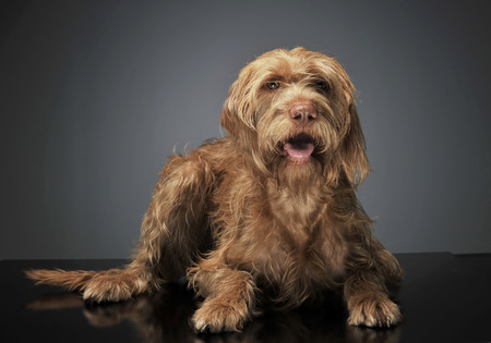 wired hair hungarian vizsla relaxing in dark background