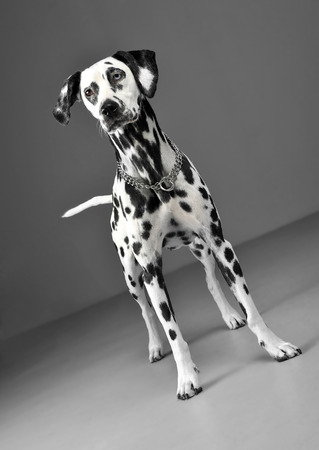 cute dalmatians standing in gray background photo studioの写真素材