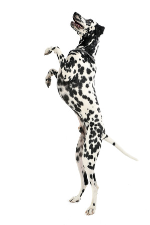 cute dalmatians stand up to two legs in white background photo studioの写真素材