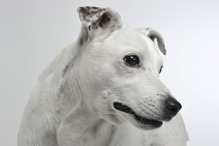 white mixed breed dog with funny ears portrait in white backgroundの写真素材