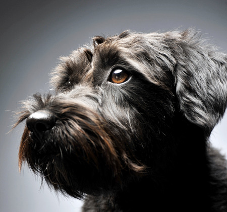 nice black mutt dog portait in gray studioの写真素材