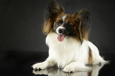 cute papillon relaxing in dark photo studioの写真素材