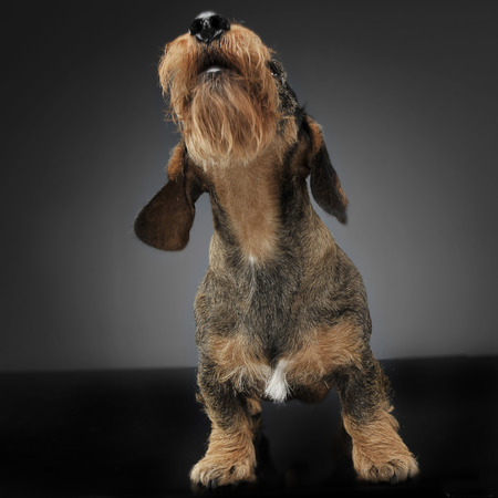 Dachshund singing in a gay studio backgoundの写真素材