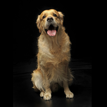 sweet Golden retriever enjoy photo shooting in studioの写真素材
