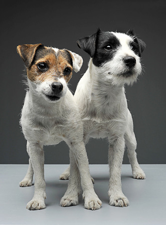 Two Parson Russell Terriers staying with cross legs in the gray photo studio