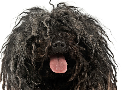 happy Puli enjoy the white photo studioの写真素材