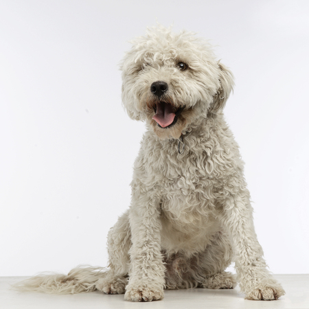 Puppy white Puli in the photo studioの写真素材