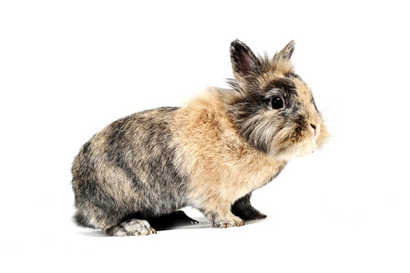 Little Rabbit in studio