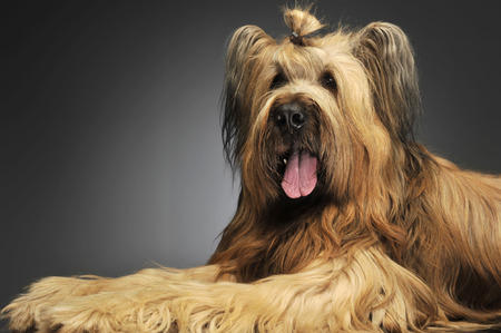 Berger de Brie posing in a grey photo studioの写真素材