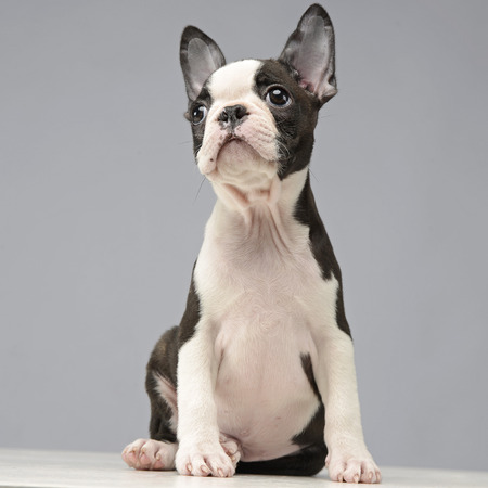 boston terrier sitting in the studioの写真素材