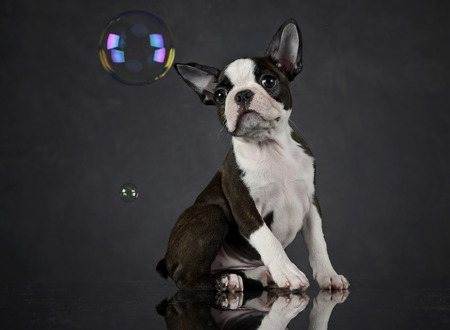 Puppy Boston Terrier plays with bubbles in photo studioの写真素材