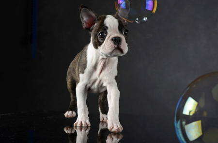 Puppy Boston Terrier plays with bubbles in photo studioの写真素材